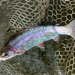 みんな釣るなあ 大安トラウトレイク